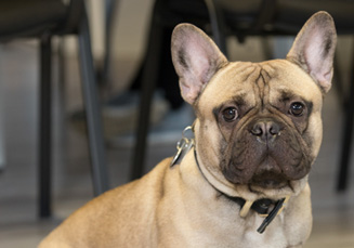 Unser Bürohund